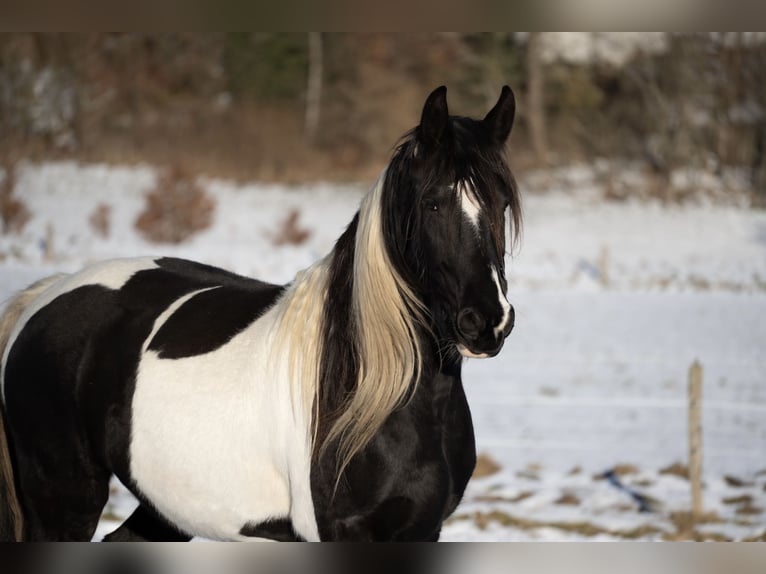 Pinto barroco Caballo castrado 5 años 163 cm Pío in Bad Laasphe