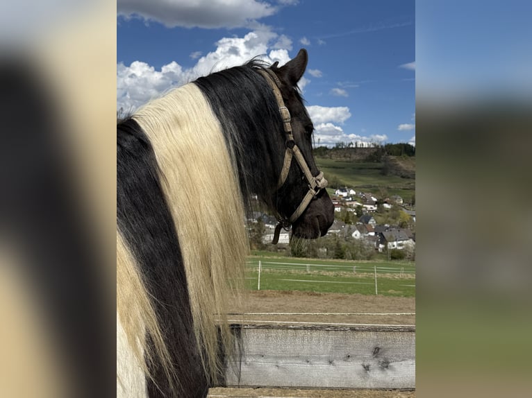 Pinto barroco Caballo castrado 5 años 163 cm Pío in Bad Laasphe