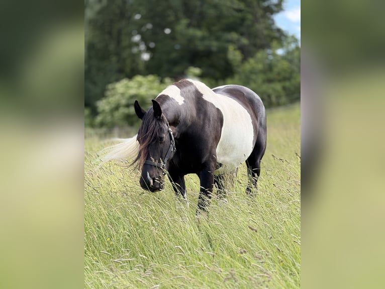Pinto barroco Caballo castrado 5 años 163 cm Pío in Bad Laasphe
