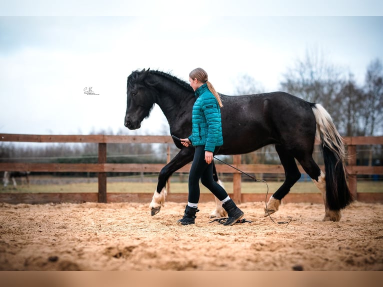 Pinto barroco Caballo castrado 5 años 165 cm Pío in Rhede