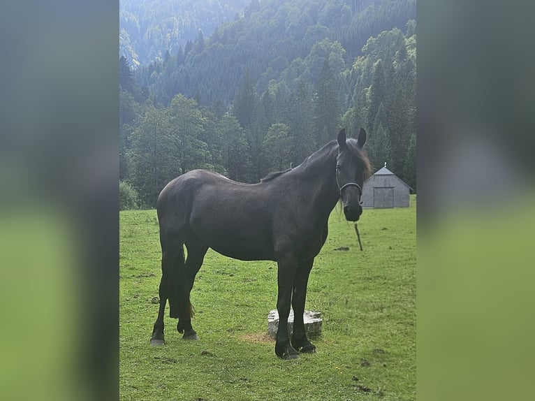 Pinto barroco Caballo castrado 5 años 170 cm Negro in Sankt Gilgen