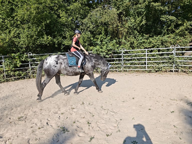 Pinto barroco Caballo castrado 6 años 160 cm Atigrado/Moteado in Bad Camberg