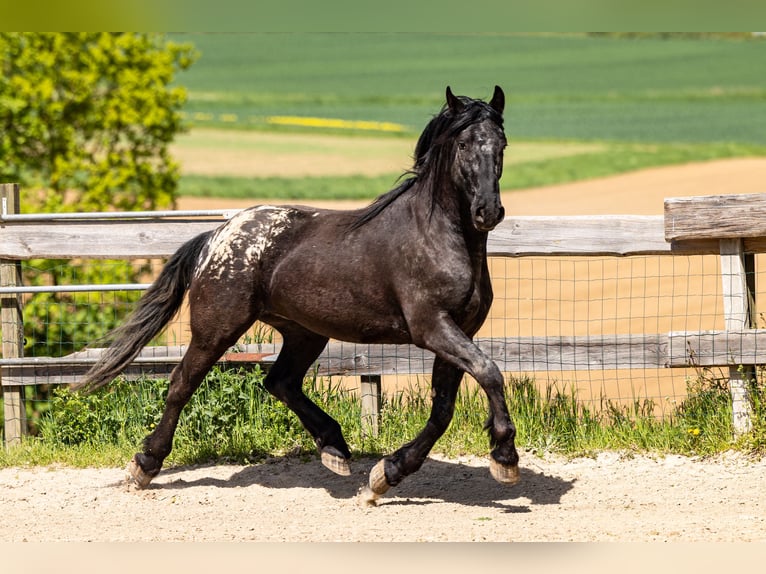 Pinto barroco Caballo castrado 6 años 160 cm Atigrado/Moteado in Bad Camberg