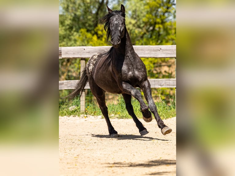 Pinto barroco Caballo castrado 6 años 160 cm Atigrado/Moteado in Bad Camberg