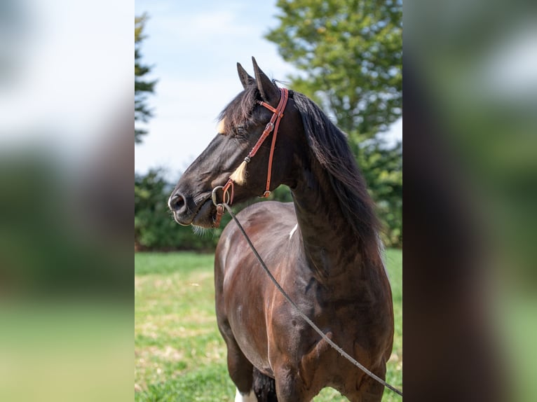 Pinto barroco Caballo castrado 6 años 165 cm Pío in Borken