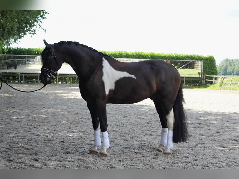 Pinto barroco Caballo castrado 6 años 168 cm Pío in Heiligerlee