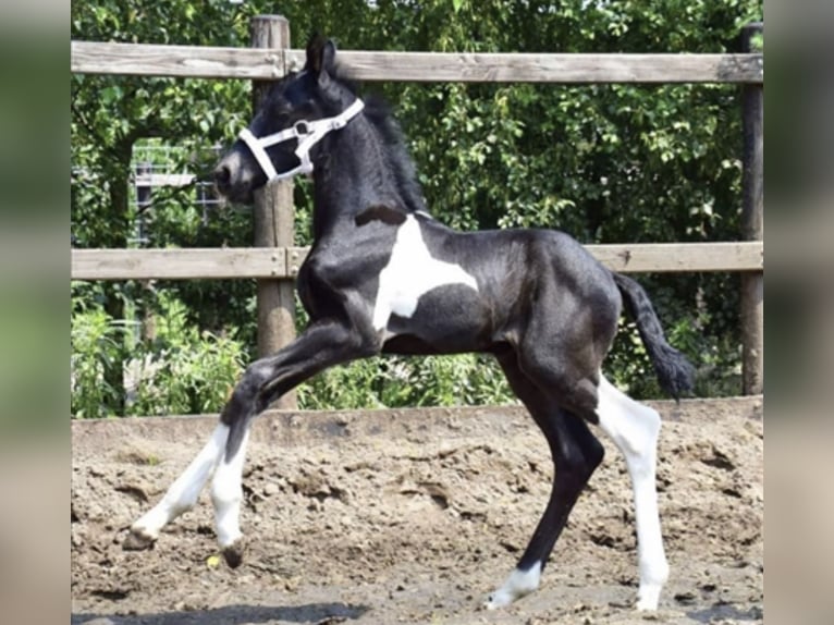 Pinto barroco Caballo castrado 6 años 168 cm Pío in Heiligerlee