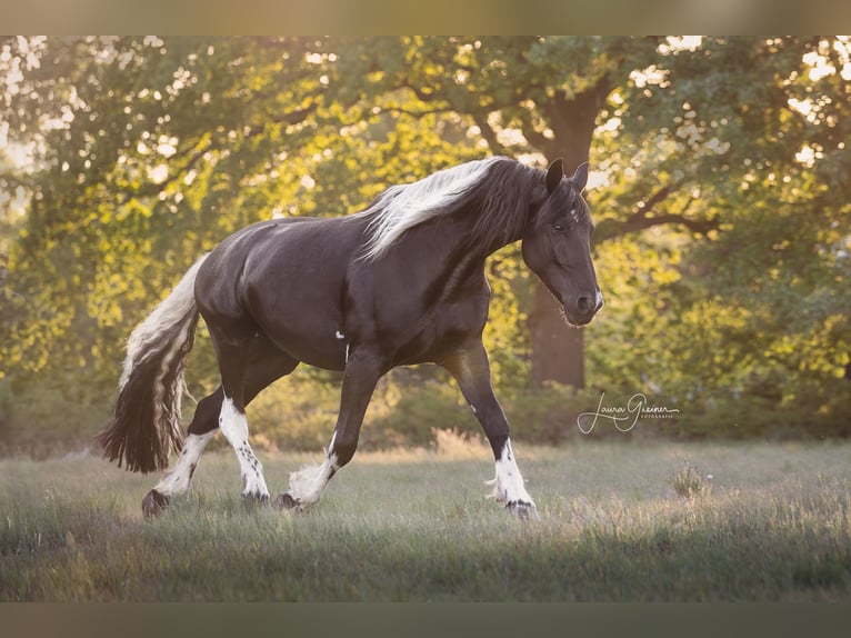 Pinto barroco Caballo castrado 6 años 179 cm Pío in Neumünster