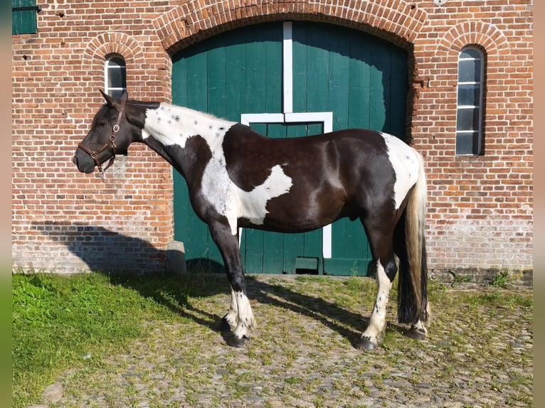 Pinto barroco Caballo castrado 6 años 179 cm Pío in Neumünster