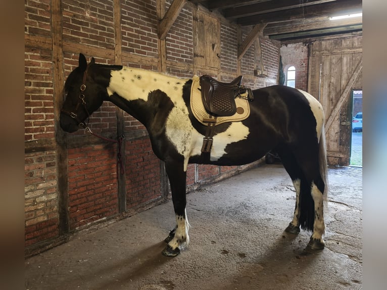Pinto barroco Caballo castrado 6 años 179 cm Pío in Neumünster