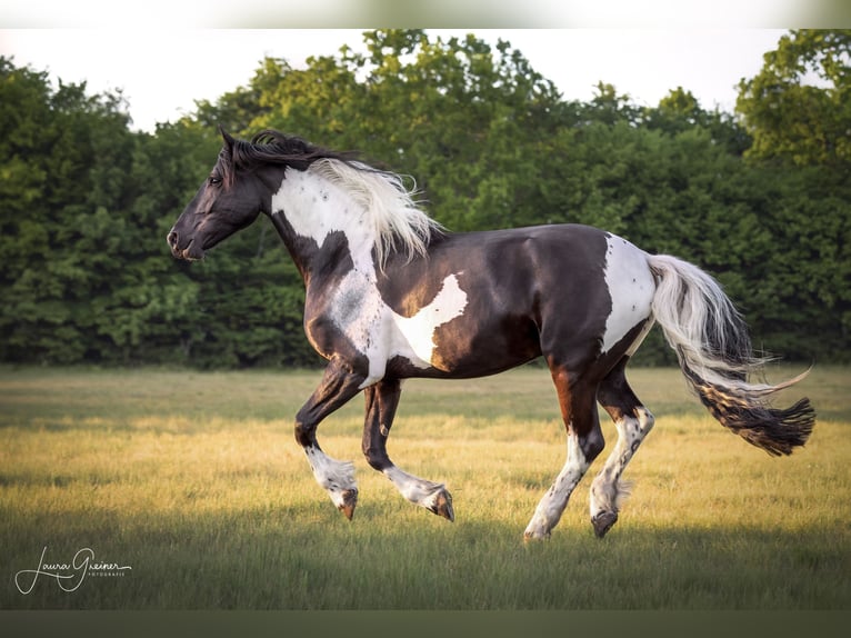 Pinto barroco Caballo castrado 6 años 179 cm Pío in Neumünster