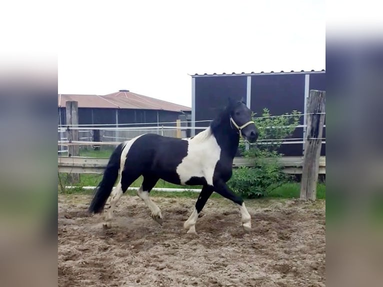 Pinto barroco Mestizo Caballo castrado 7 años 150 cm Pío in Mannheim