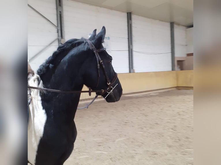 Pinto barroco Mestizo Caballo castrado 7 años 150 cm Pío in Mannheim