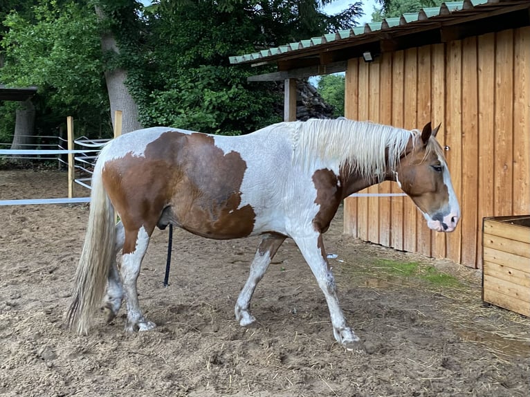 Pinto barroco Mestizo Caballo castrado 8 años 163 cm Pío in Grasberg