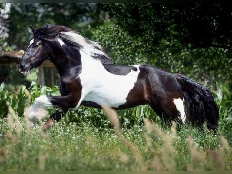 Pinto barroco Caballo castrado 8 años 164 cm Pío in Bexbach