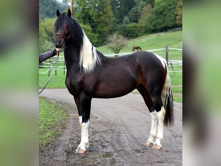 Pinto barroco Caballo castrado 8 años 176 cm Pío in Moosburg