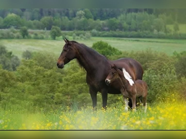 Pinto barroco Caballo castrado 8 años 176 cm Pío in Moosburg