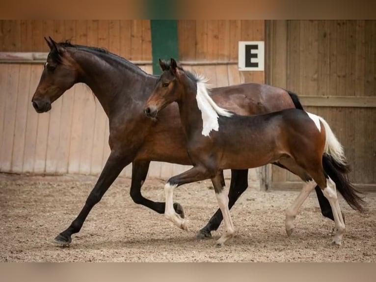 Pinto barroco Caballo castrado 8 años 176 cm Pío in Moosburg