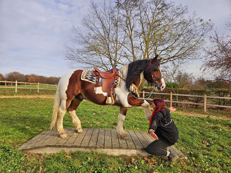 Pinto barroco Caballo castrado 9 años 150 cm Pío in Linkenbach