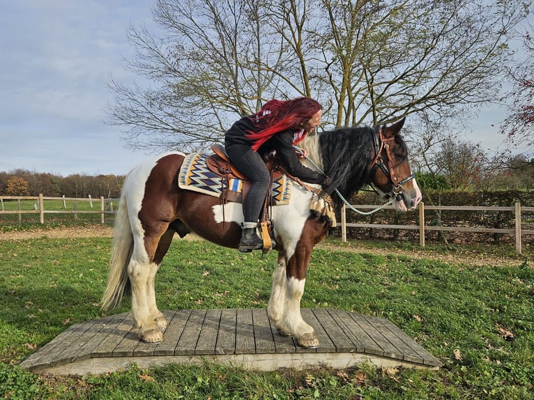 Pinto barroco Caballo castrado 9 años 150 cm Pío in Linkenbach