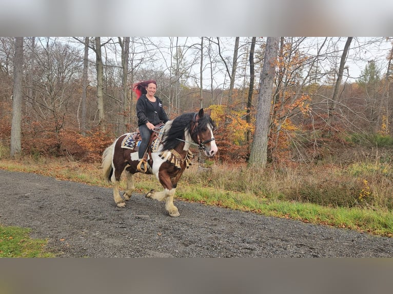 Pinto barroco Caballo castrado 9 años 150 cm Pío in Linkenbach