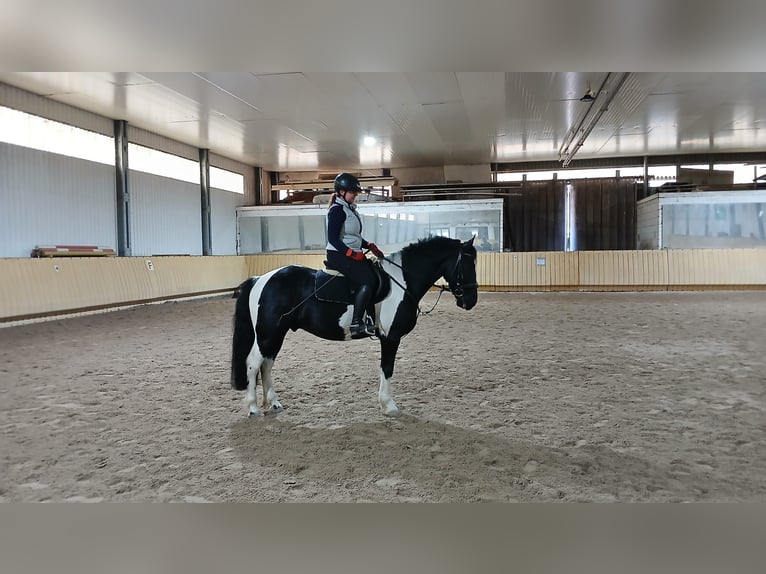 Pinto barroco Mestizo Caballo castrado 9 años 151 cm Pío in Mannheim
