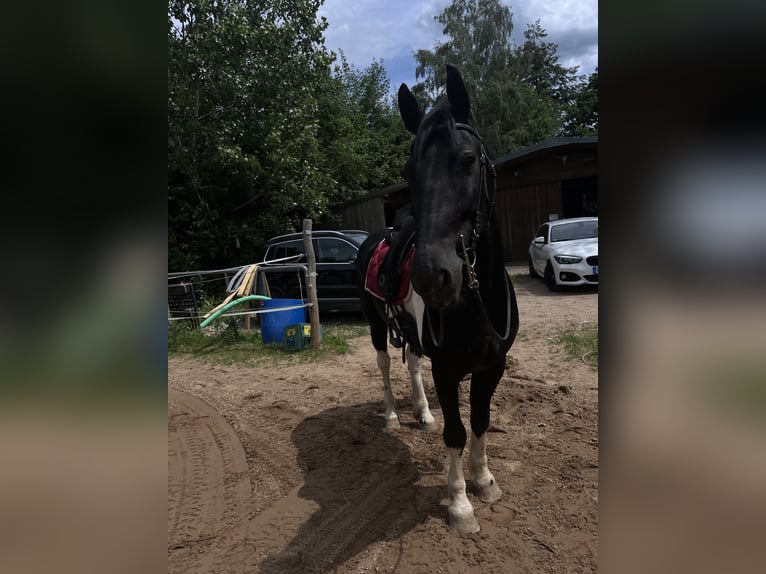 Pinto barroco Caballo castrado 9 años 155 cm Pío in Biebergemünd