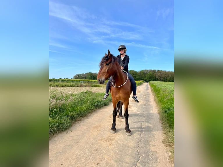 Pinto barroco Mestizo Caballo castrado 9 años 175 cm Castaño in Mönchengladbach