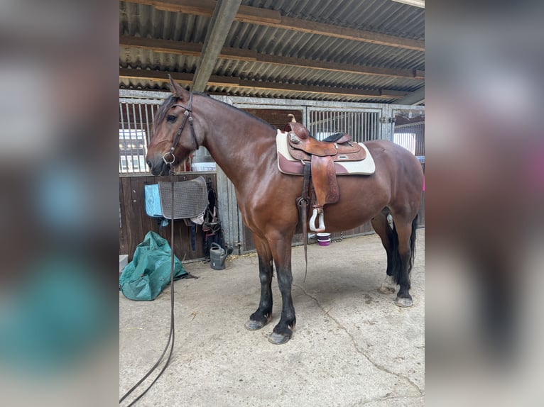 Pinto barroco Mestizo Caballo castrado 9 años 175 cm Castaño in Mönchengladbach