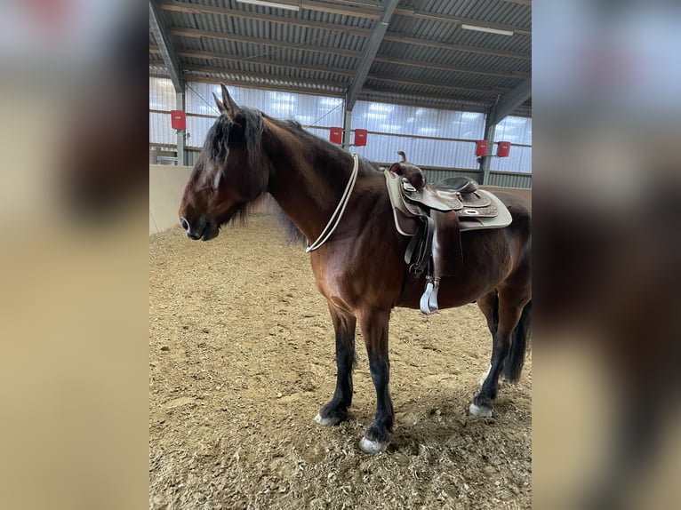 Pinto barroco Mestizo Caballo castrado 9 años 175 cm Castaño in Mönchengladbach