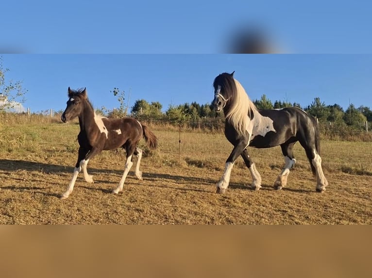 Pinto barroco Semental 1 año 155 cm  in Fellen