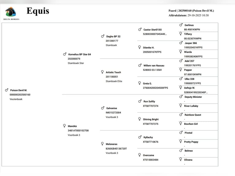 Pinto barroco Semental 1 año Tobiano-todas las-capas in Ptuj