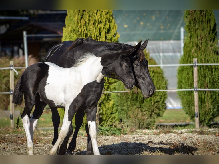 Pinto barroco Semental 1 año Tobiano-todas las-capas in Ptuj