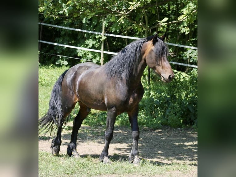 Pinto barroco Semental 3 años 155 cm Castaño in Hrádek nad Nisou