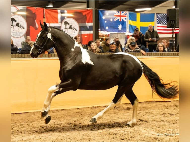 Pinto barroco Semental 3 años 161 cm Pío in Velbert