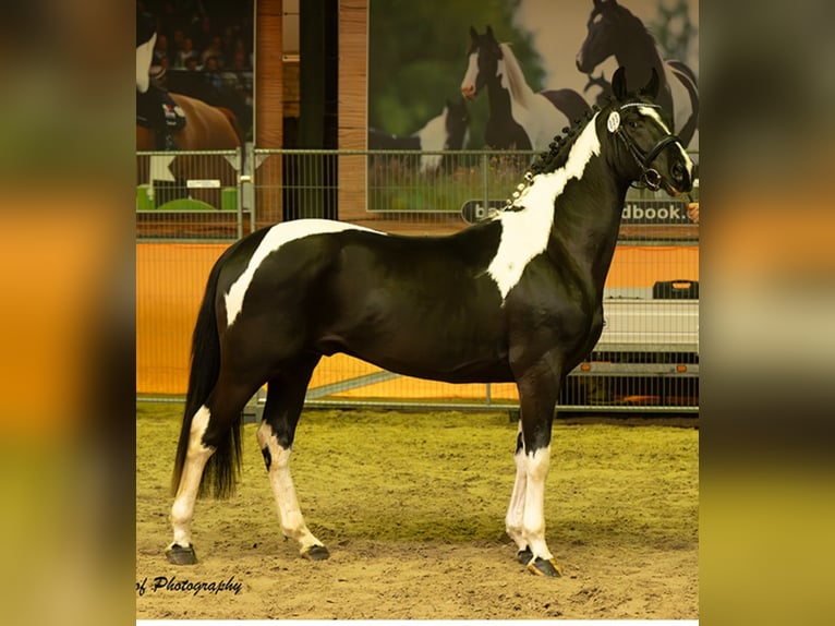 Pinto barroco Semental 3 años 161 cm Pío in Velbert