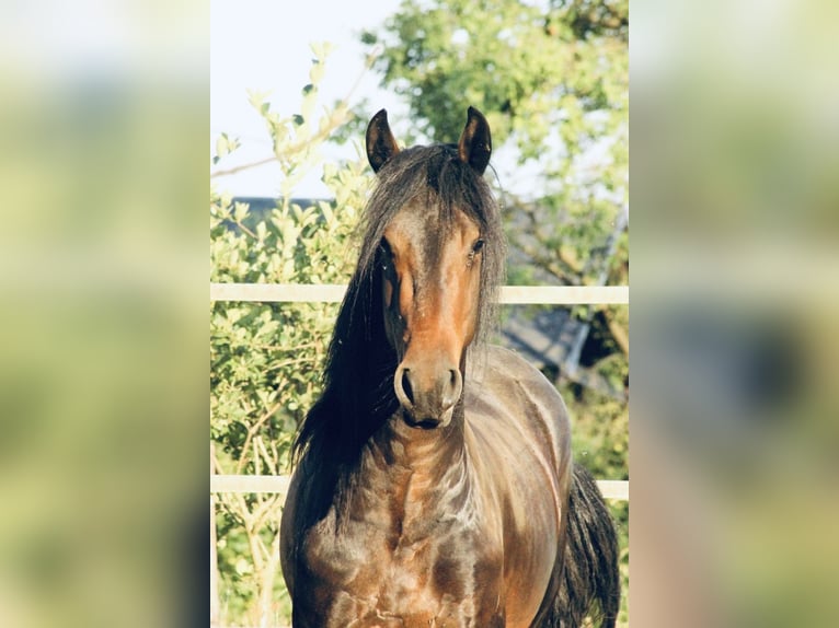 Pinto barroco Semental 3 años 163 cm Castaño in Hrádek nad Nisou