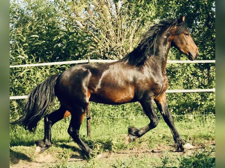 Pinto barroco Semental 3 años 163 cm Castaño in Hrádek nad Nisou