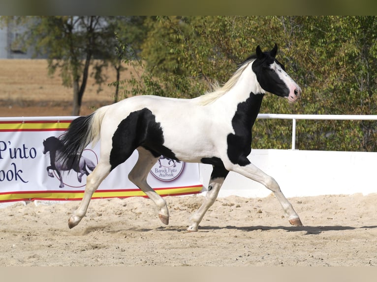 Pinto barroco Semental 3 años 166 cm Tobiano-todas las-capas in Colmenar de Oreja
