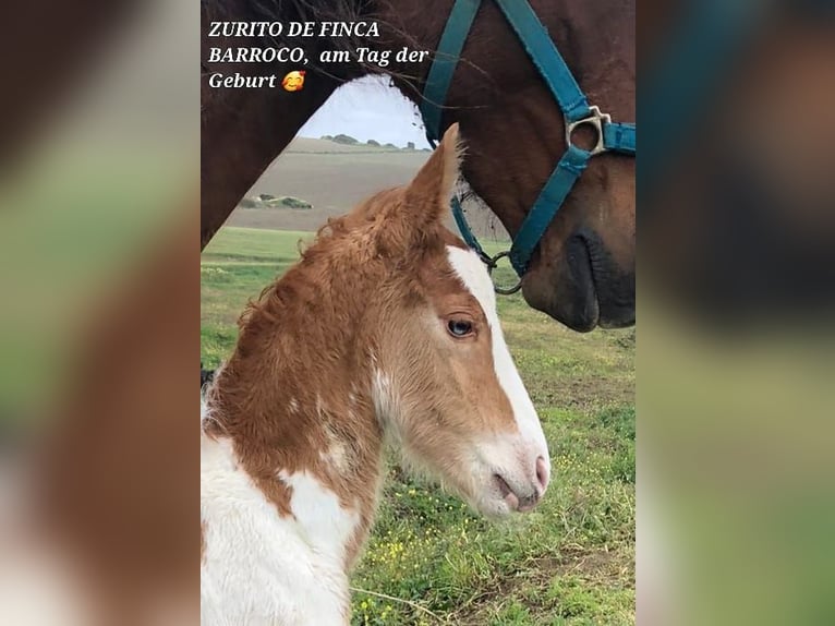 Pinto barroco Mestizo Semental 3 años Pío in Chiclana de la Frontera