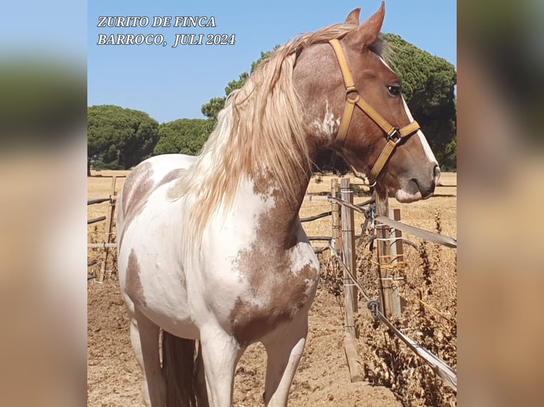 Pinto barroco Mestizo Semental 3 años Pío in Chiclana de la Frontera
