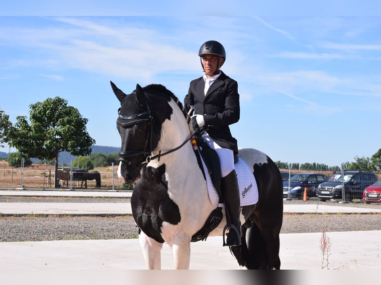 Pinto barroco Semental 4 años 170 cm Pío in Arganda Del Rey