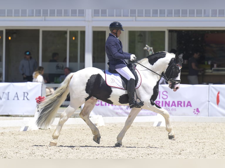 Pinto barroco Semental 6 años 161 cm Tobiano-todas las-capas in Balcon Del Tajo (Urbanizacion)Colmenar de Oreja