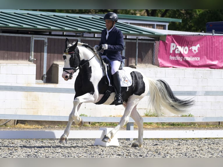 Pinto barroco Semental 6 años 161 cm Tobiano-todas las-capas in Balcon Del Tajo (Urbanizacion)Colmenar de Oreja