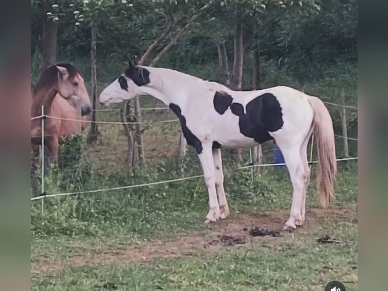 Pinto barroco Semental  165 cm Pío in Artziniega