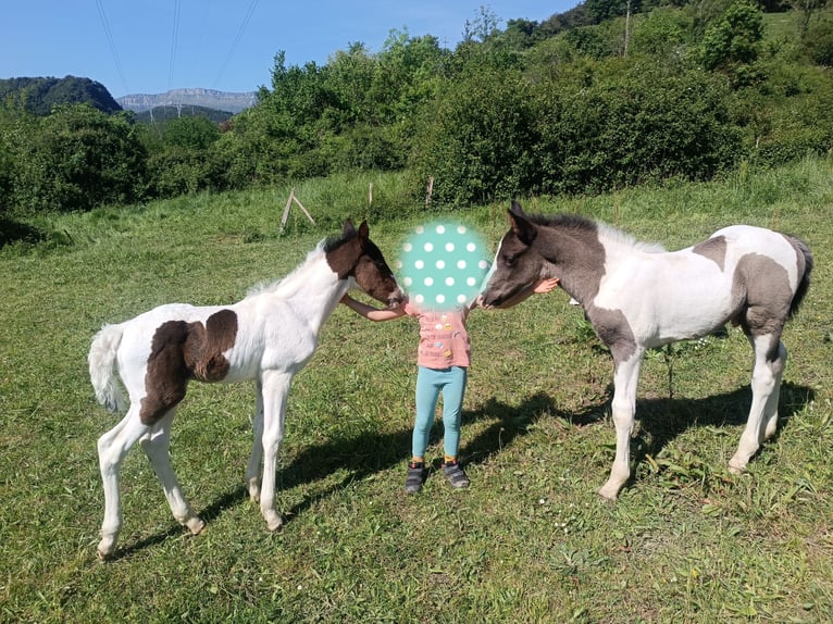 Pinto barroco Semental  165 cm Pío in Artziniega