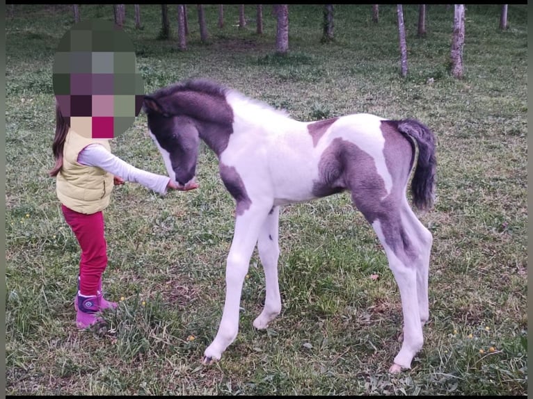 Pinto barroco Semental  165 cm Pío in Artziniega