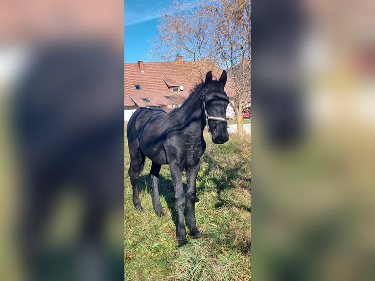 Pinto barroco Semental Potro (02/2025) 175 cm Negro in Reichenfels