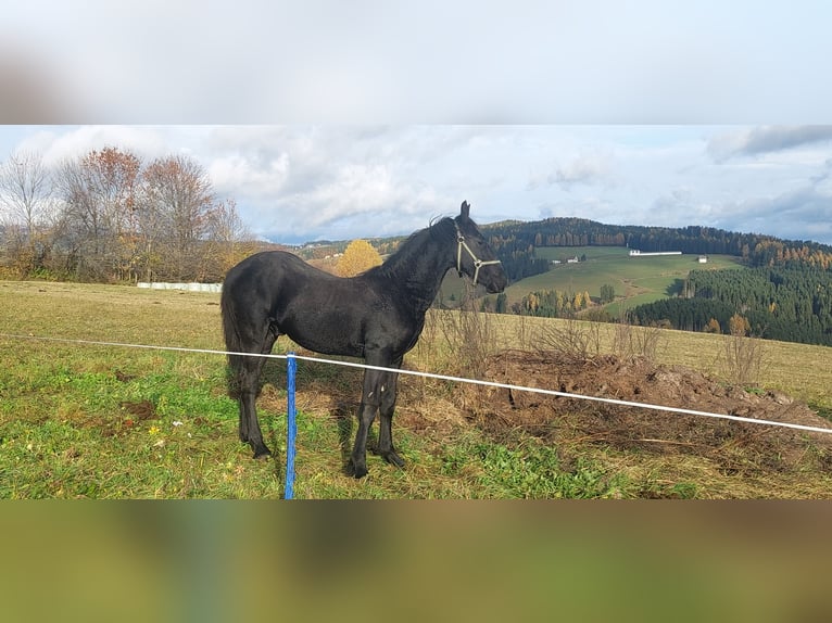 Pinto barroco Semental Potro (02/2025) 175 cm Negro in Reichenfels