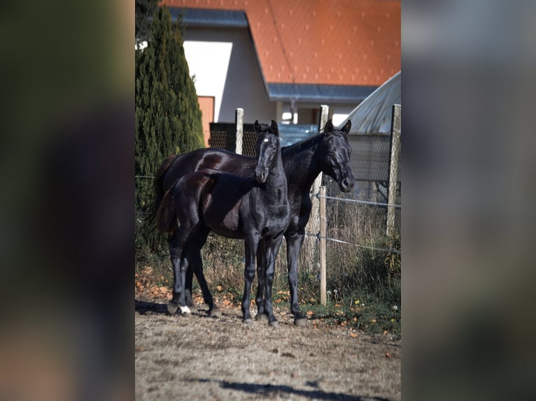 Pinto barroco Semental Potro (04/2025) Negro in Ptuj